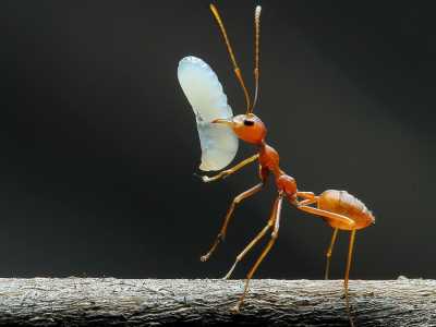 KH Abdul Adzim, Seekor Semut dan Perjalanan Luar Biasa